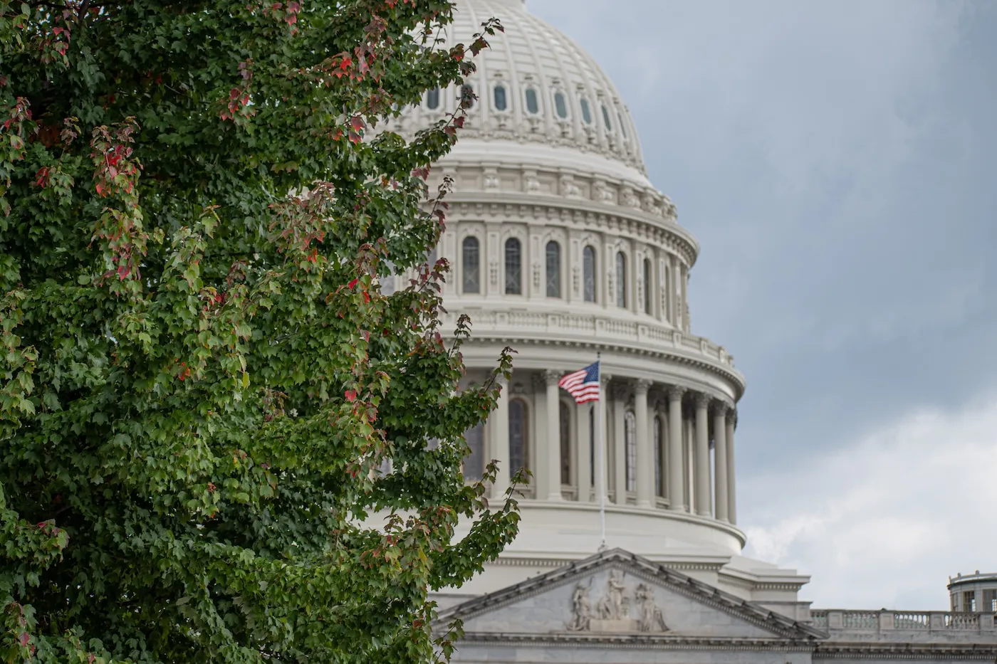 A government building partially concealed by the green foliage of a tree.